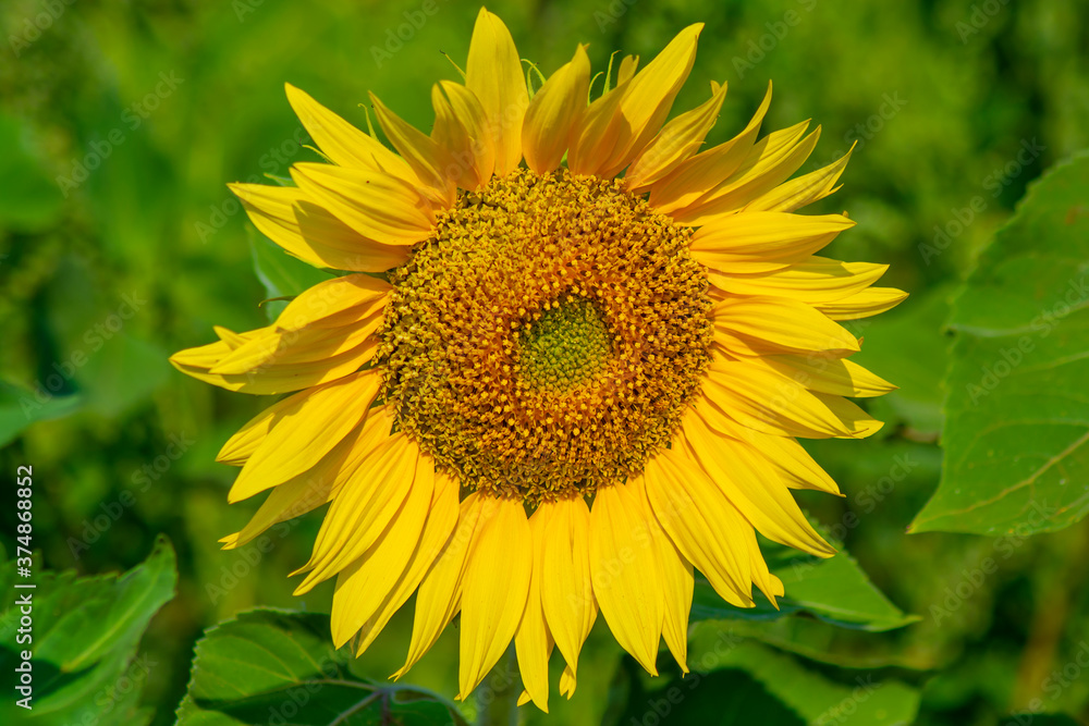 Beautiful sunflower close-up on the field, picture for design Beautiful sunflower close-up on the field, picture for design