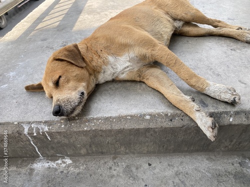 dog sleeping on cement floor