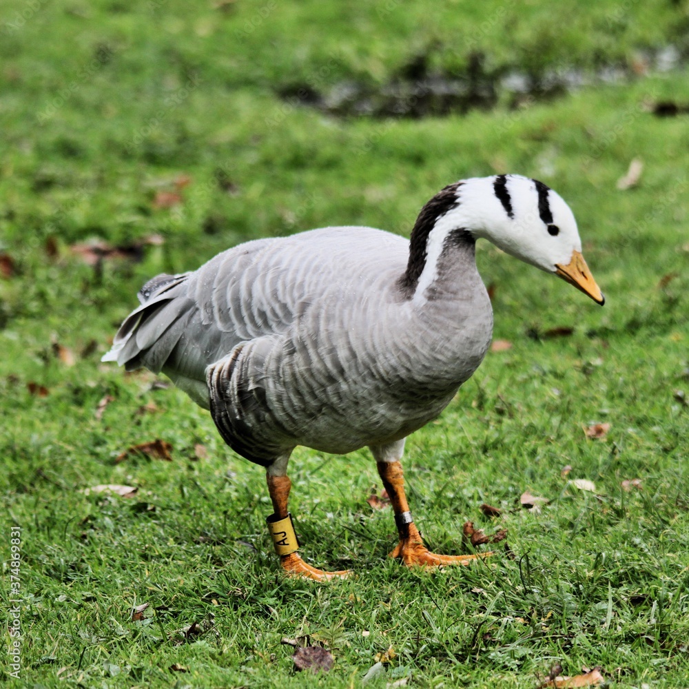 A view of a Bar Headed Goose A view of a Bar Headed Goose