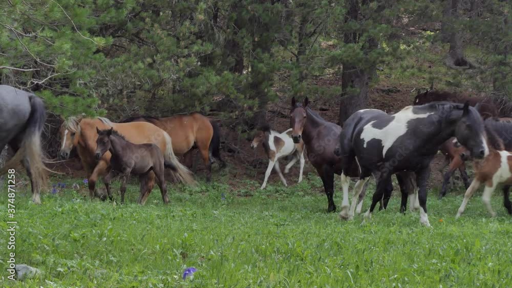 Horses grazing in a pasture in the mountains, Siberia Horses grazing in a pasture in the mountains, Siberia