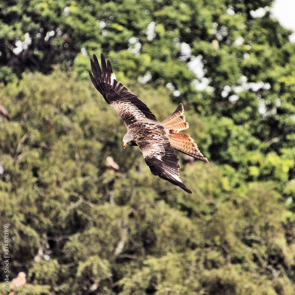 Obraz premium A Red Kite in flight
