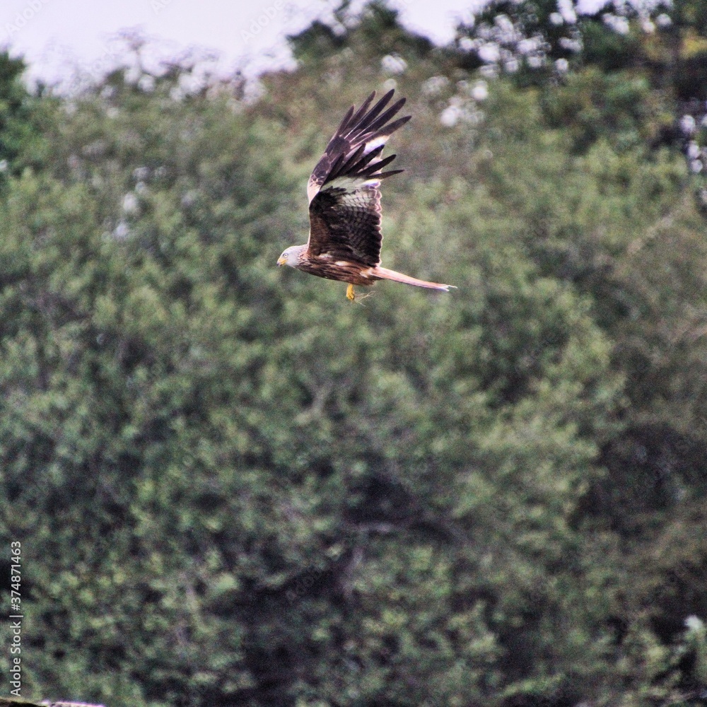 Obraz premium A Red Kite in flight