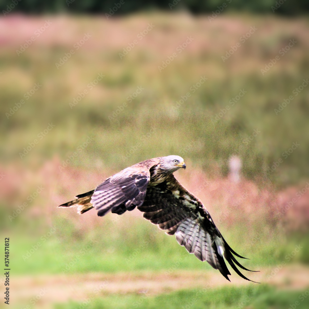 Obraz premium A Red Kite in flight