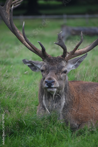 Portrait of  an male fallow deer with large antlers  in Tatton Park  Cheshire  UK