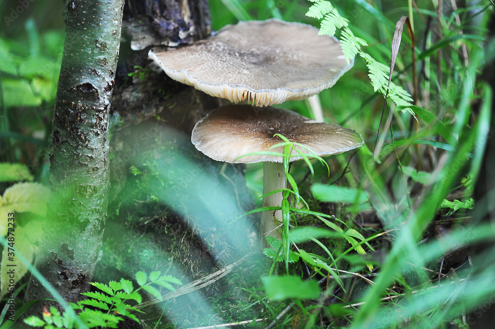 Fototapeta premium grey lamellar mushrooms on a stump in the forest