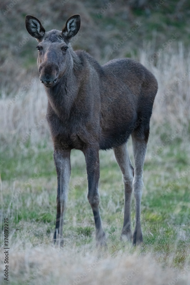 Moose Moose