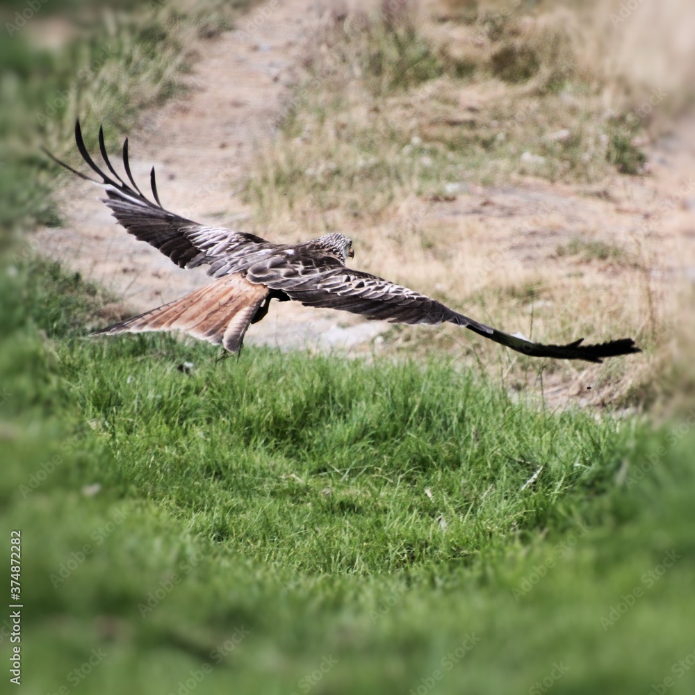 Obraz premium A Red Kite in flight
