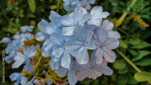 Blue bougainvillea flower isolated on natural green background