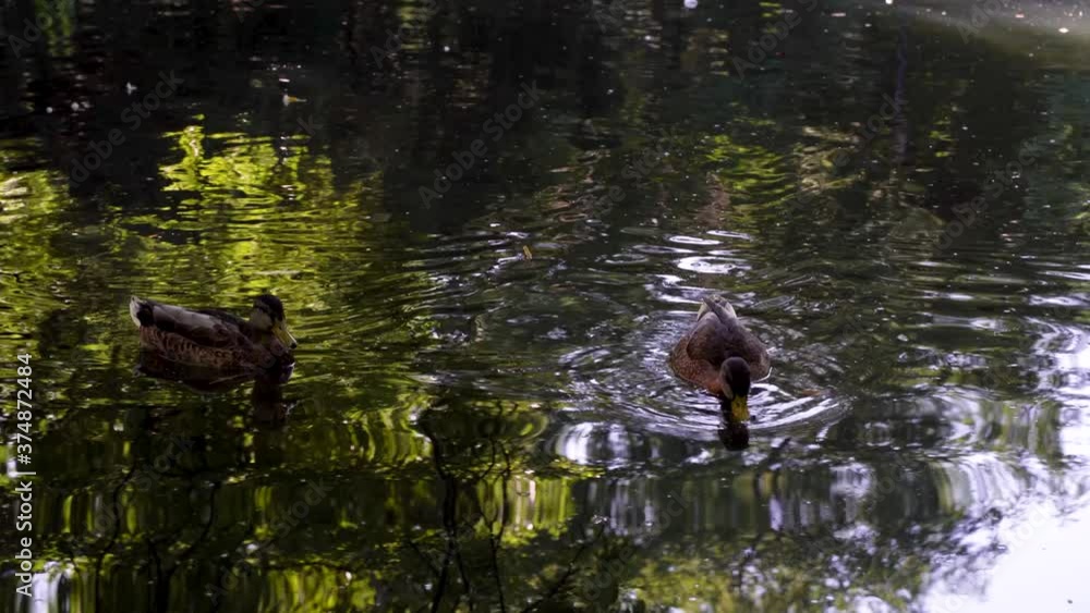 Gdansk, North Poland - Closeup shot of a mallard black duck in pairs swimming in a pond located in Park Oliwski Gdansk, North Poland - Closeup shot of a mallard black duck in pairs swimming in a pond located in Park Oliwski