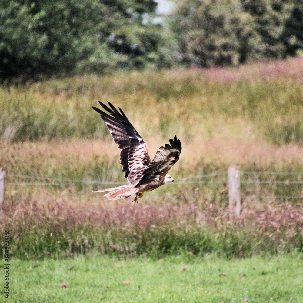 A Red Kite in flight A Red Kite in flight
