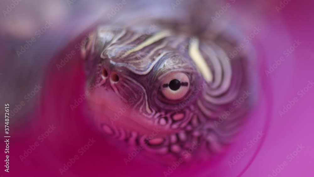 small turtle macro shot slow motion 4k small turtle macro shot slow motion 4k