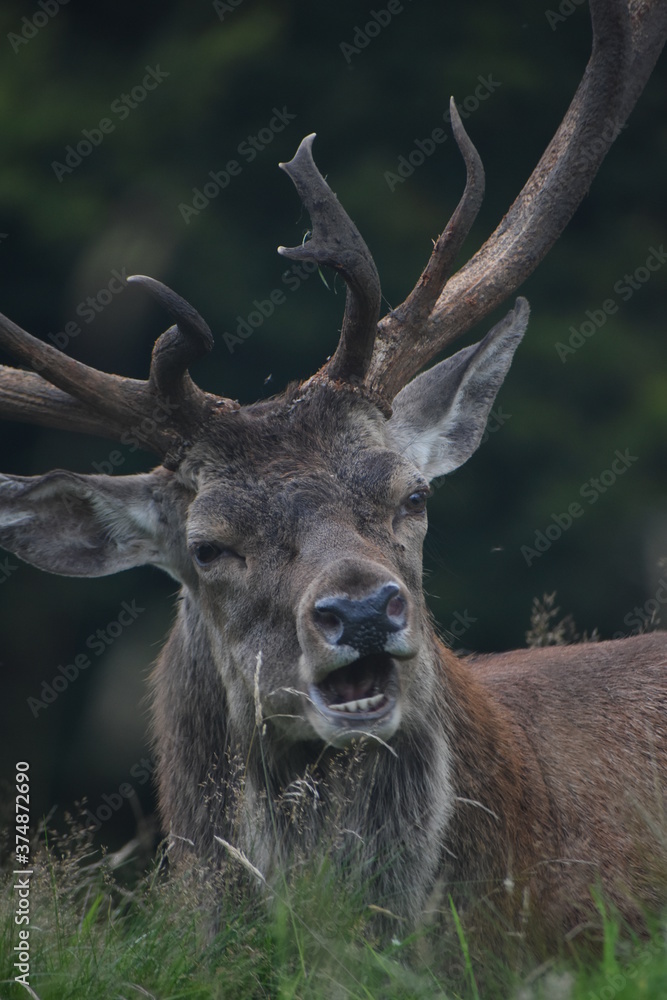 Portrait of an male fallow deer with large antlers, in Tatton Park, Cheshire, UK Portrait of an male fallow deer with large antlers, in Tatton Park, Cheshire, UK