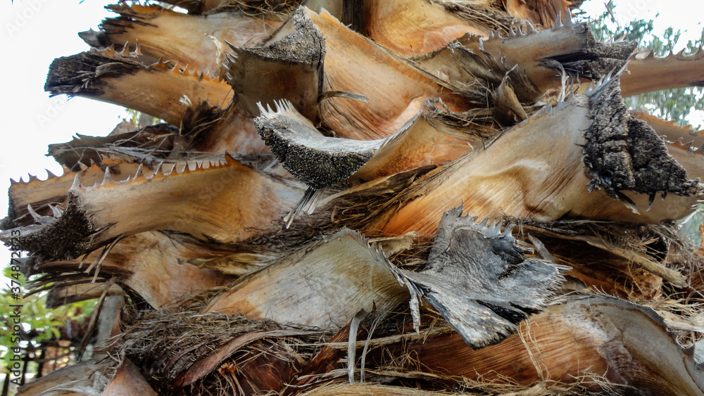 Upper trunk detail of palm tree background texture pattern. Close-up photo of old palm tree bark. Upper trunk detail of palm tree background texture pattern. Close-up photo of old palm tree bark.