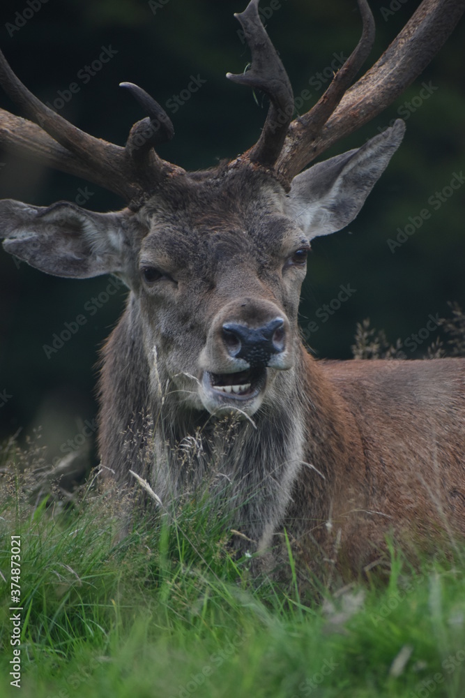 Portrait of  an male fallow deer with large antlers, in Tatton Park, Cheshire, UK