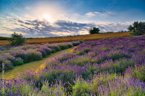 Obraz Pole lawendy o wschodzie słońca