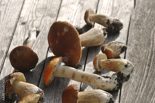 mushrooms on wooden background - top view - edible mushrooms - porcini, boletus, orange-cap boletus