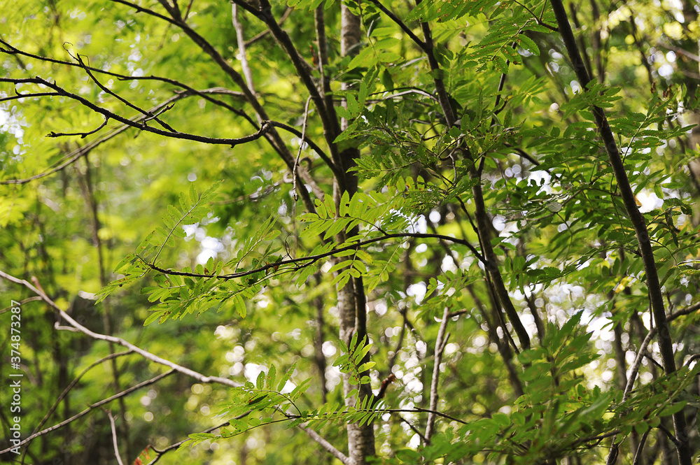 abstract forest background  - tree trunks and leaves in summer time
