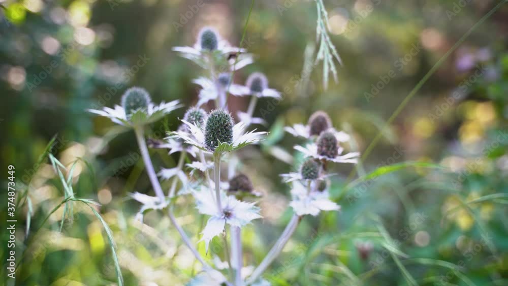 Low angle shot of Eryngium heterophyllum Engelm, also known as Mexican