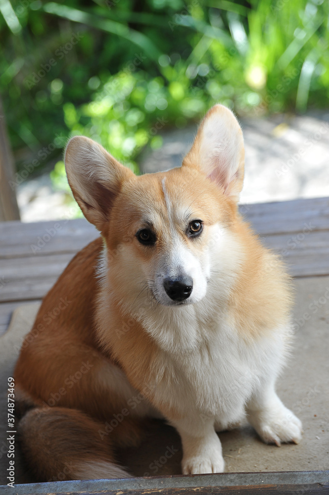 Welsh Corgi Pembroke sits on the wooden porch of the house