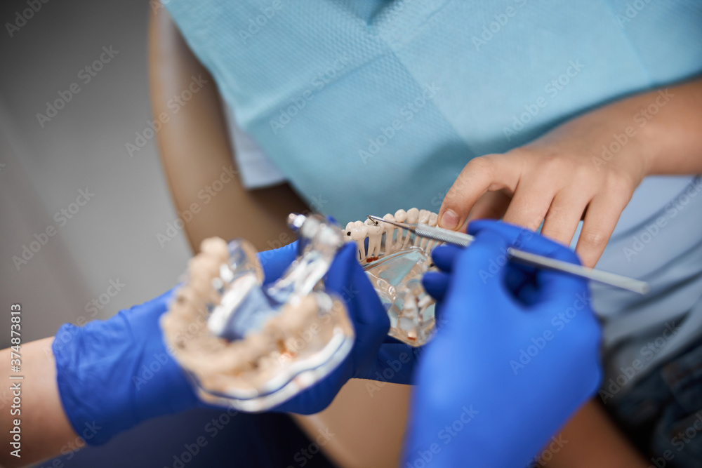 Visual aids like teeth models help learn anatomy Stock Photo Adobe Stock