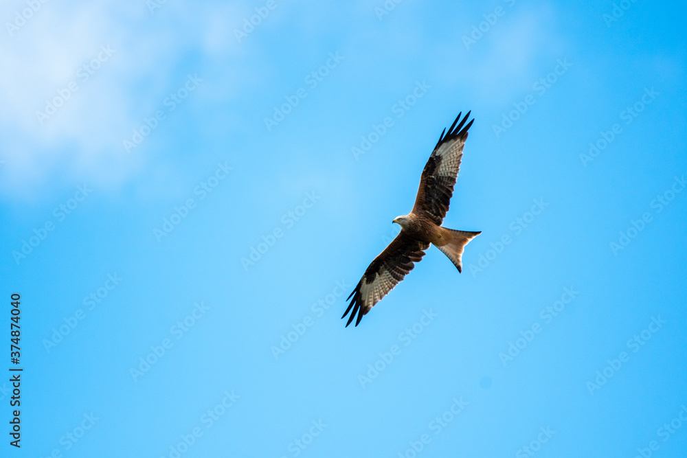 Fototapeta premium Red Kite soaring against blue sky