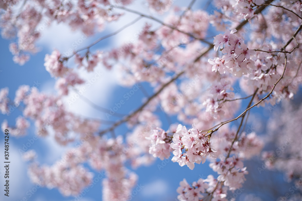 桜