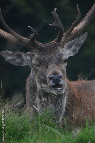 Portrait of  an male fallow deer with large antlers  in Tatton Park  Cheshire  UK