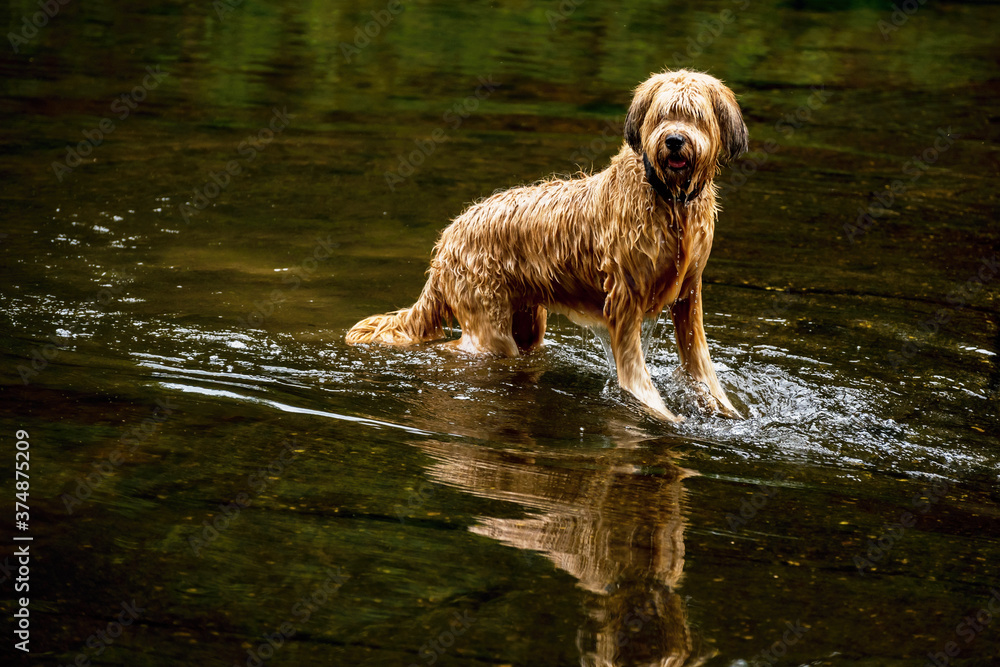 Wet tawny young female dog briard (french shepherd) standing in water.