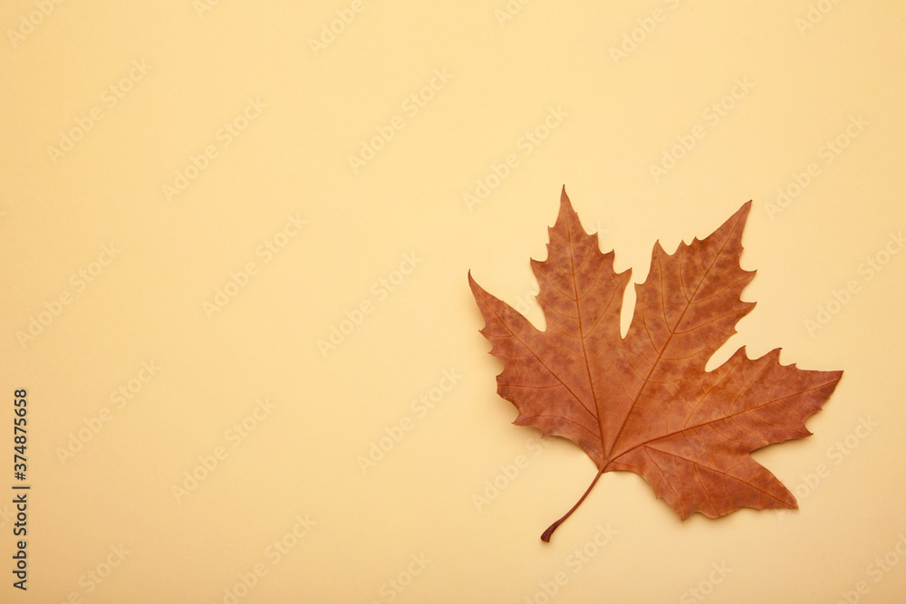 Fototapeta premium Colorful autumn maple leaf on beige background with copy space