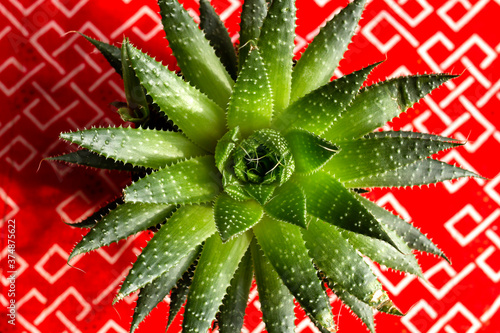 Aloe aristata succulent plant