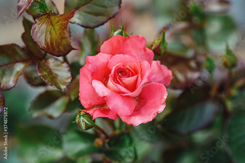 Beautiful big pink rose in garden, closeup