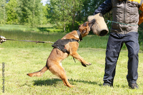 The instructor conducts the lesson with the Belgian Shepherd dog.