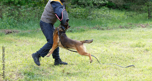 The instructor conducts the lesson with the Belgian Shepherd dog.