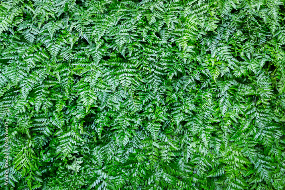 Green leaf background Overlapping As a background to place text Green leaf background Overlapping As a background to place text
