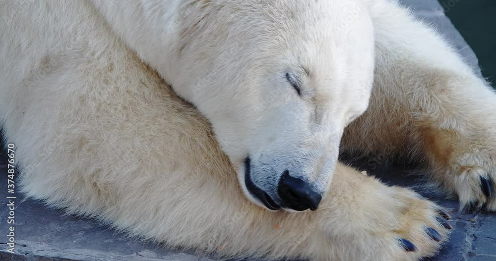 Polar bear lying resting on the concrete floor of the enclosure at the zoo in 4K Polar bear lying resting on the concrete floor of the enclosure at the zoo in 4K