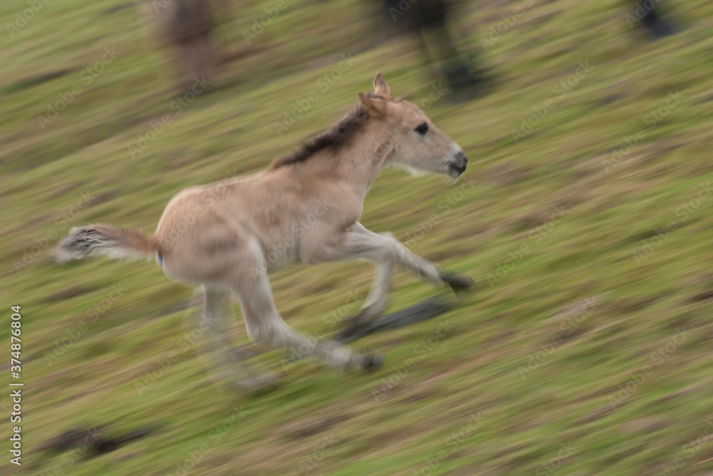 Young Konik horse run wild