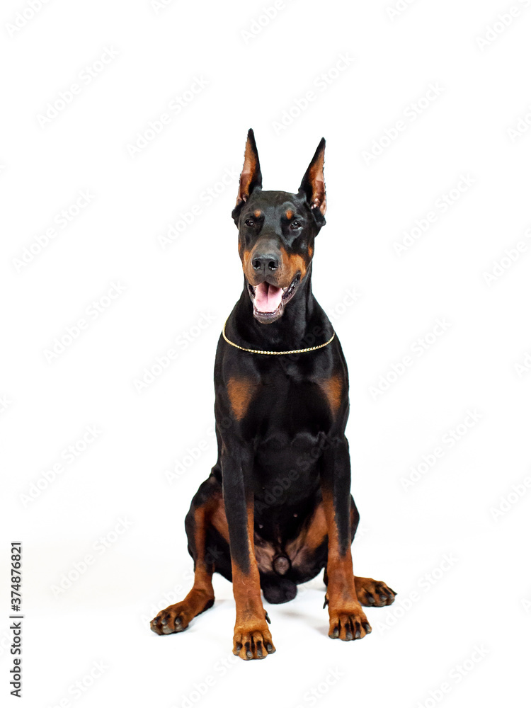 Doberman black dog isolated on white Doberman black dog isolated on white