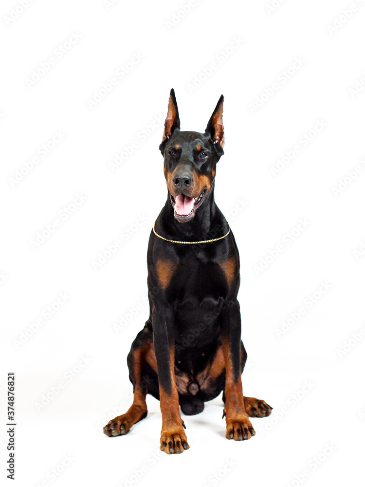 Doberman black dog isolated on white