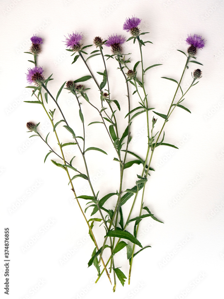 Obraz premium centaurées