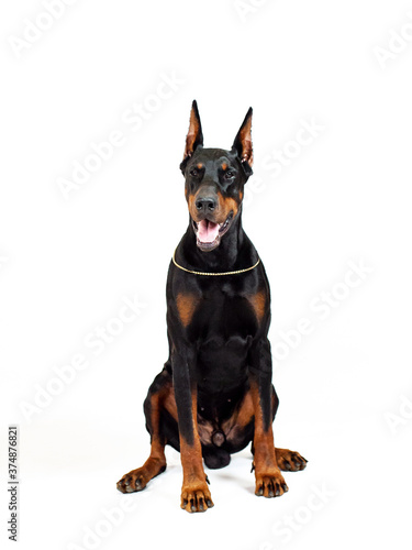 Doberman black dog isolated on white