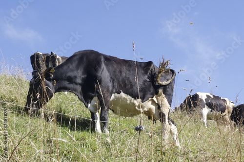 REBAÑO DE VACAS FRISONAS PASTANDO