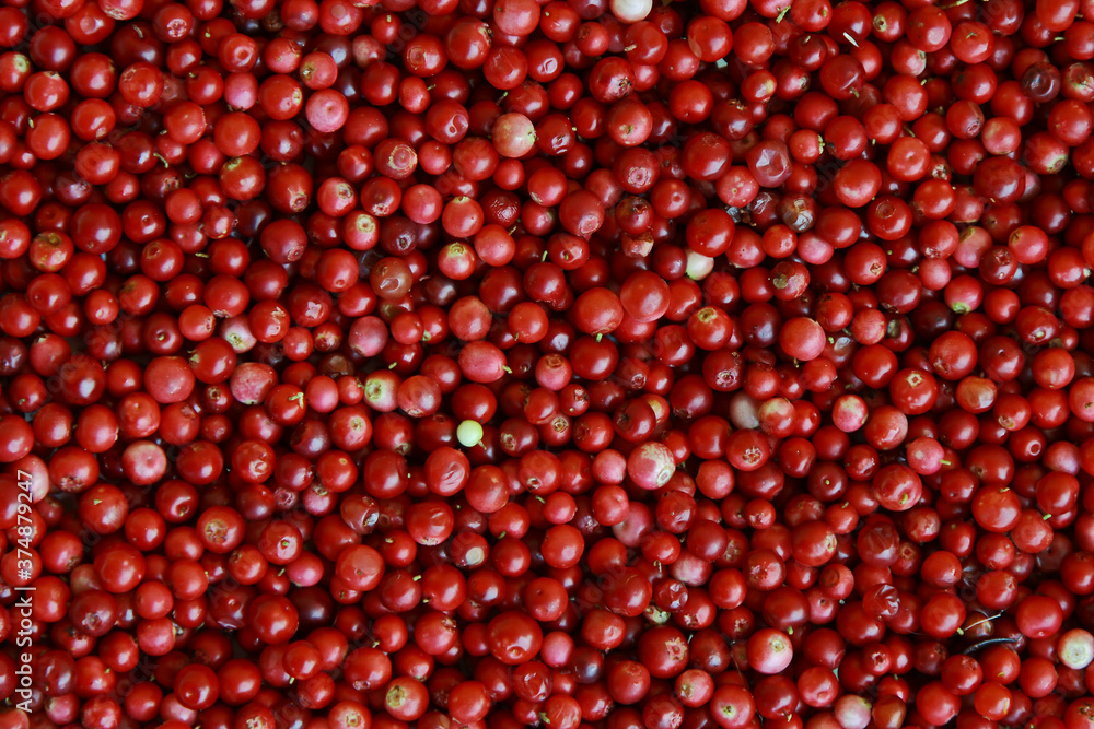 Forest lingonberry berries. Forest lingonberry berries.