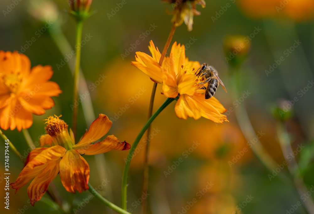Insect on an orange flower. A bee collects nectar on a kosmeya flower. Selective focus, copy space. Macro. Insect on an orange flower. A bee collects nectar on a kosmeya flower. Selective focus, copy space. Macro.