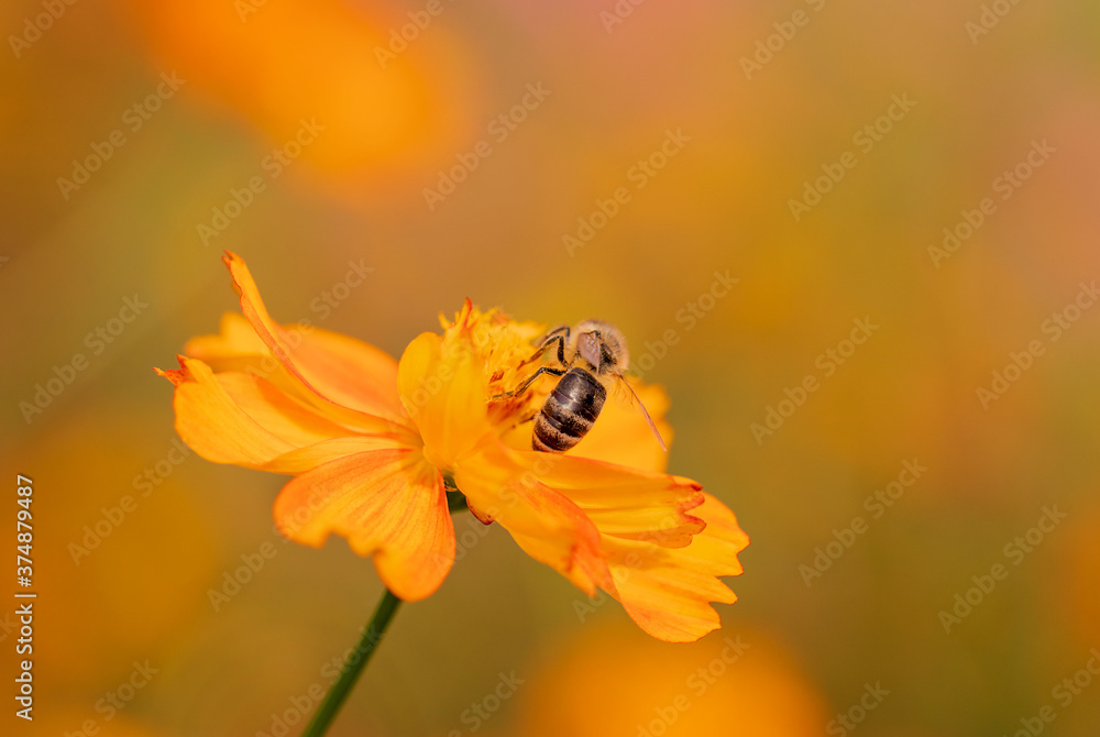 Insect on an orange flower. A bee collects nectar on a kosmeya flower. Selective focus, copy space. Macro. Insect on an orange flower. A bee collects nectar on a kosmeya flower. Selective focus, copy space. Macro.