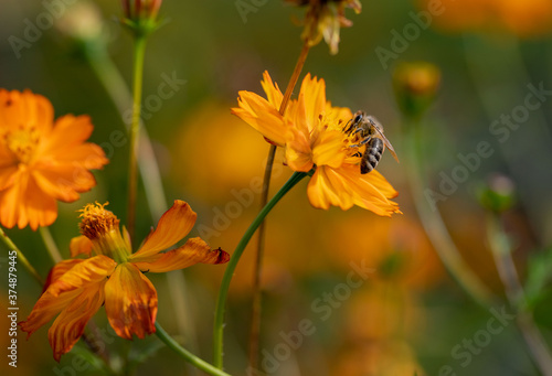 Insect on an orange flower. A bee collects nectar on a kosmeya flower. Selective focus, copy space. Macro.