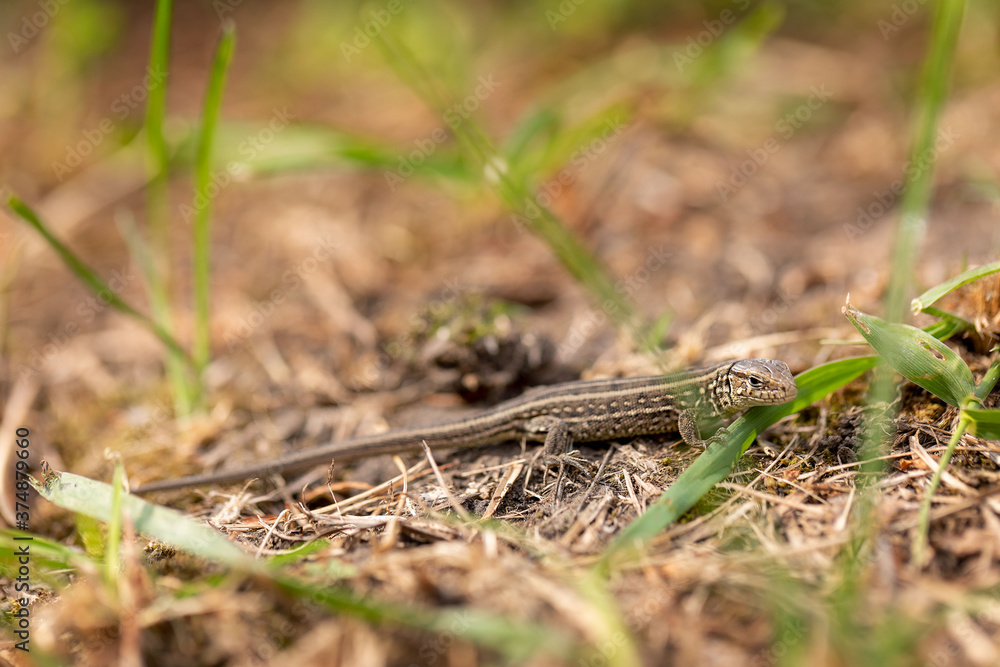 The lizard runs on the ground. Reptile animal. Fauna. Selective focus. Macro. The lizard runs on the ground. Reptile animal. Fauna. Selective focus. Macro.