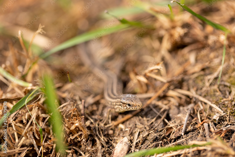 Fototapeta premium The lizard runs on the ground. Reptile animal. Fauna. Selective focus. Macro.