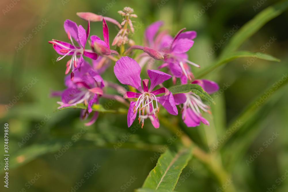 Purple flower on a green background. Blooming Sally. Fireweed. Selective focus. Copy space.
