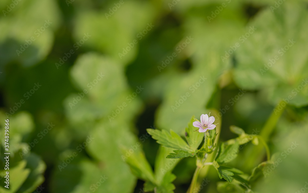 White flower on a green background. Yaskolka. Weed. Summer concept, copy space. Macro. White flower on a green background. Yaskolka. Weed. Summer concept, copy space. Macro.