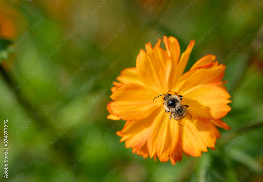 Insect on an orange flower. A bee collects nectar on a kosmeya flower. Selective focus, copy space. Macro. Insect on an orange flower. A bee collects nectar on a kosmeya flower. Selective focus, copy space. Macro.